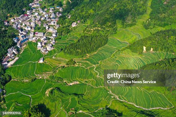 Aerial view of green scenery of terraced fields at Zhutian township on July 20, 2022 in Suichuan County, Ji an City, Jiangxi Province of China.