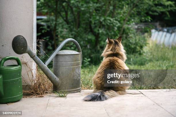 norwegian forest cat sitting on terrace and looking to garden - cat back bildbanksfoton och bilder
