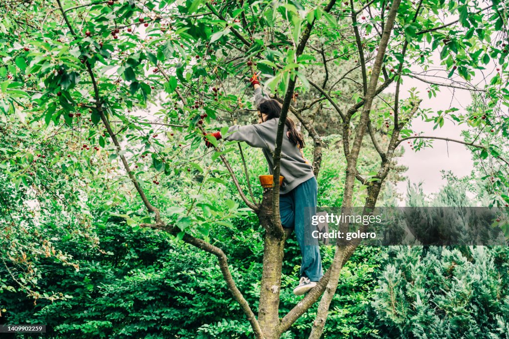 Girl climbing cherry tree for picking fruits
