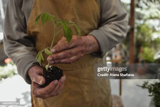 hands of an elderly man holding tomato seedlings. - menschlicher finger stock-fotos und bilder