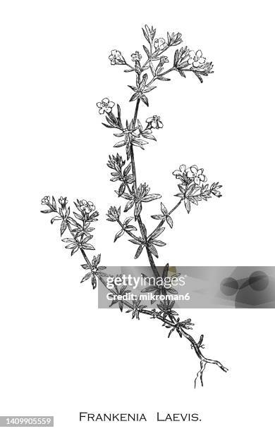 old engraved illustration of low shrub sea heath (frankenia laevis) - bush stock pictures, royalty-free photos & images