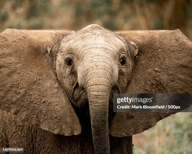 portrait of african elephant,kruger national park,south africa - elefantenkalb stock-fotos und bilder