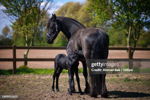 large black horse feeding foal while standing in pen - friesian horse stock pictures, royalty-free photos & images