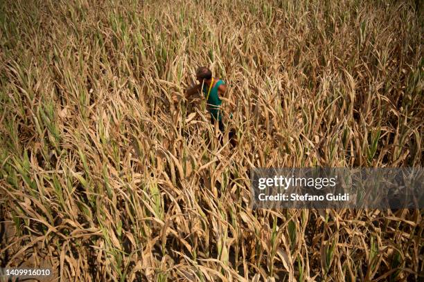 Pier Salusse, Corn farmer inside his dry corn field due to drought on July 20, 2022 in Cumiana near Turin, Italy. The Po Valley in Northern Italy is...