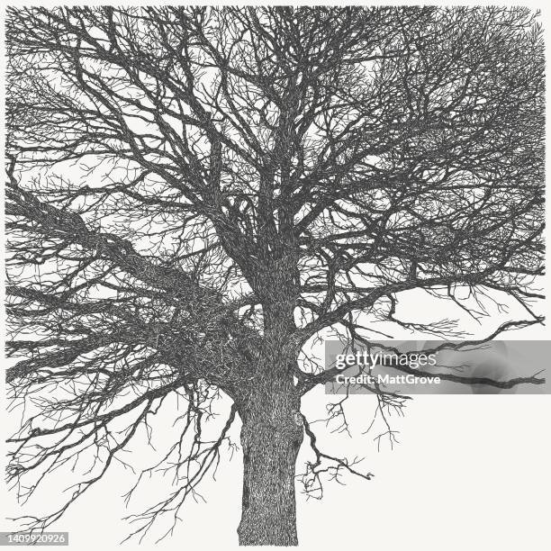 winter tree - belgium winter stock illustrations