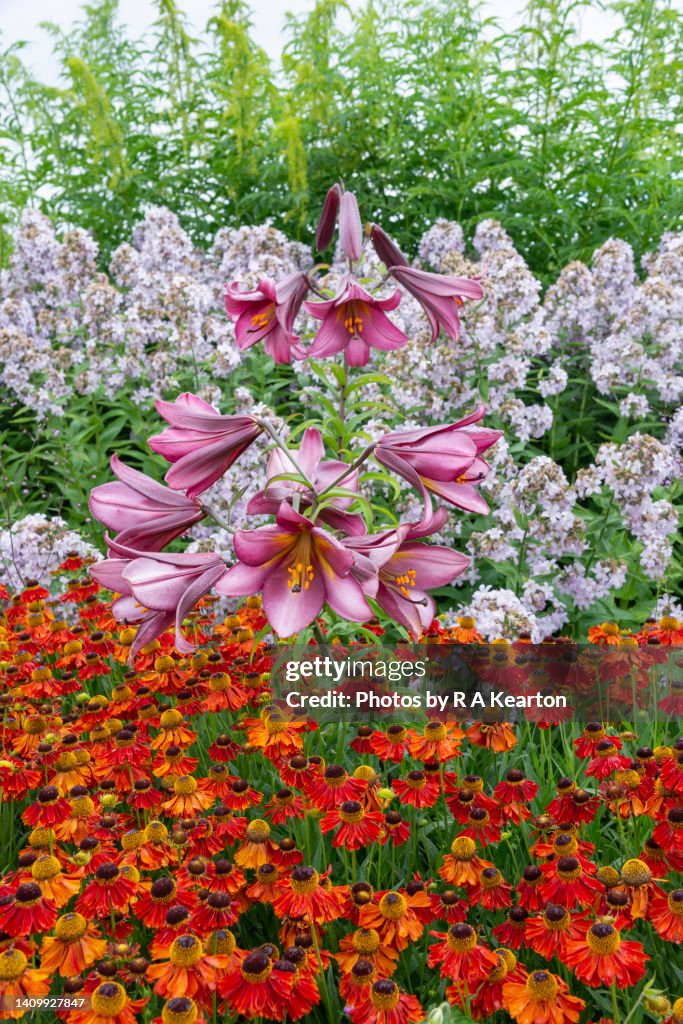 Lilium 'Pink Perfection' in a summer herbaceous border
