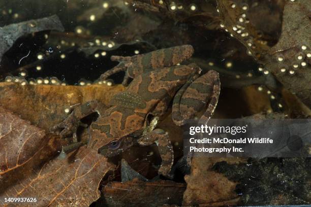 Spring Peerpers Spring Peeper Photos and Premium High Res Pictures - Getty Images