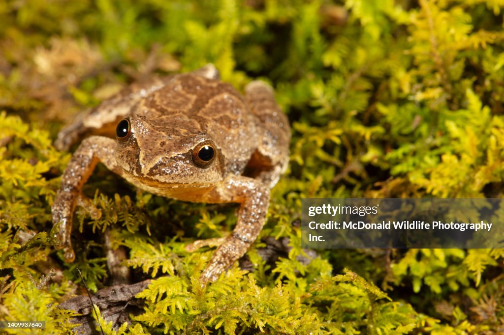 Spring Peeper