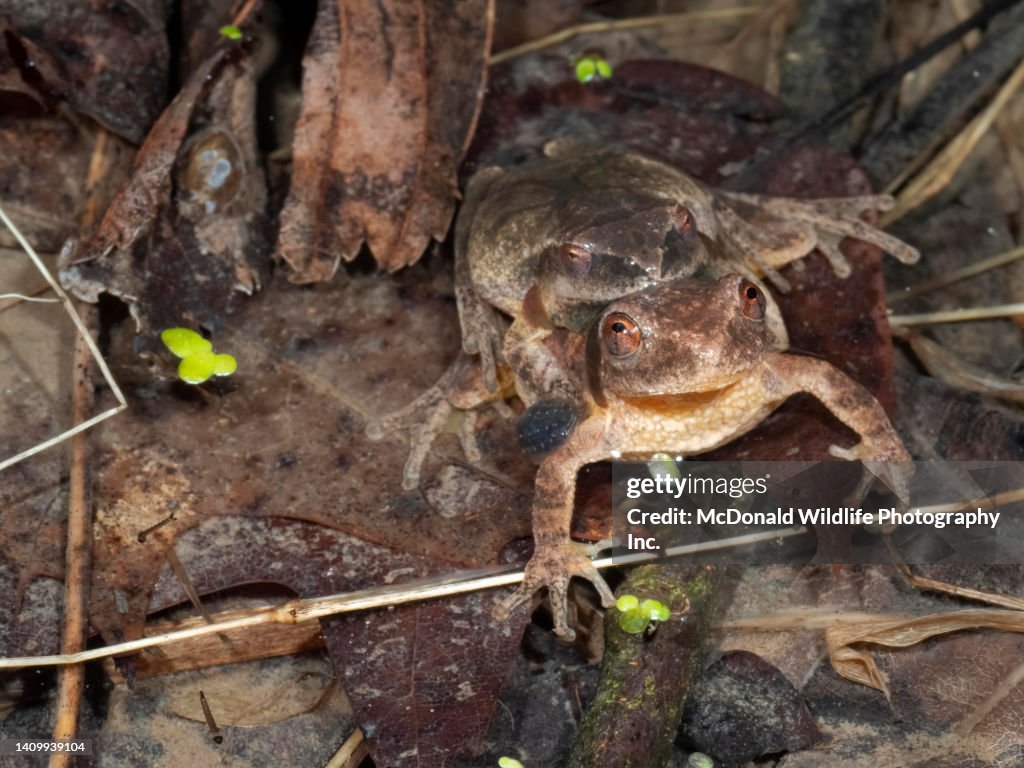 Spring Peeper