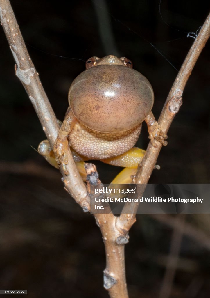 Spring Peeper