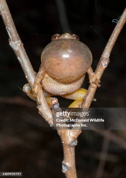 43 Spring Peeper Frog Stock Photos, High-Res Pictures, and Images ...