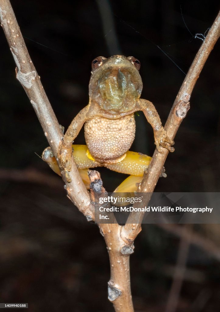Spring Peeper