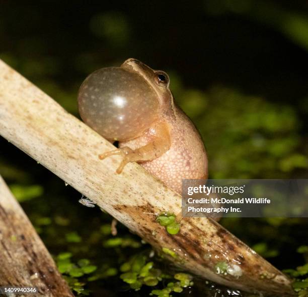 52 Spring Peeper Stock Photos, High-Res Pictures, and Images - Getty Images