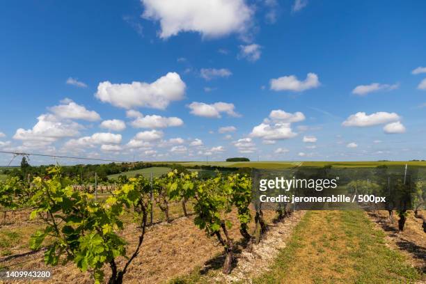 scenic view of vineyard against sky,charente,france - charente foto e immagini stock