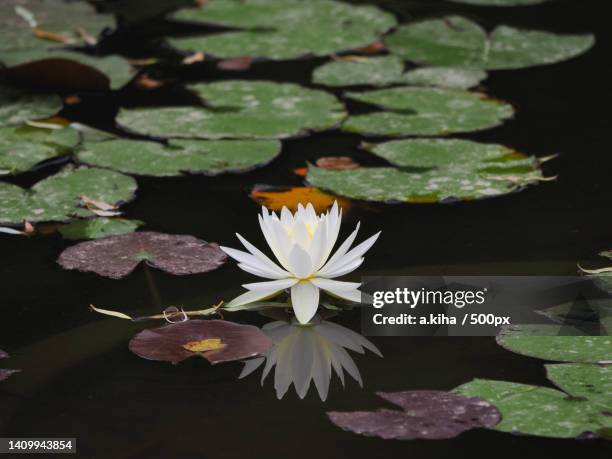 close-up of lotus water lily in lake - 場所 stockfoto's en -beelden