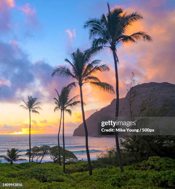 silhouette of palm trees on beach against sky during sunset,honolulu,hawaii,united states,usa - honolulu stock pictures, royalty-free photos & images