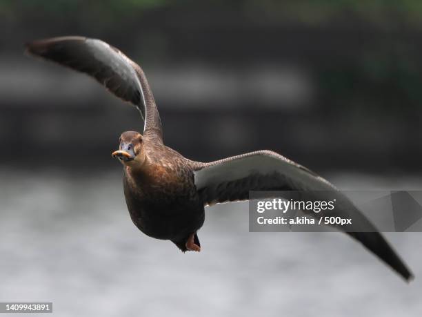 close-up of sea blue flying outdoors - 場所 - fotografias e filmes do acervo