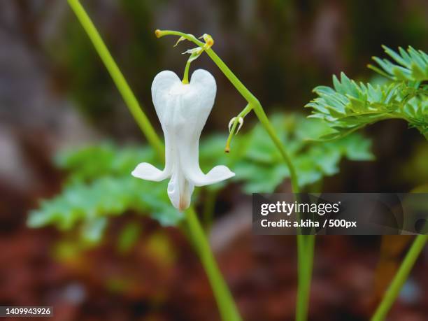 close-up of white flowering plant - 場所 stock pictures, royalty-free photos & images