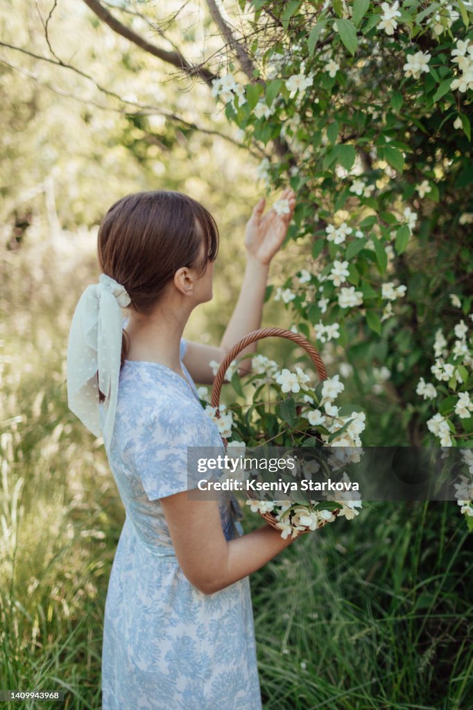 A young European woman in a blue dress walks in the park picking jasmine in a wicker basket