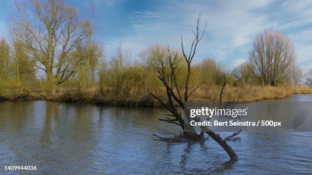 scenic view of lake against sky,dordtse biesbosch,dordrecht,netherlands - dordrecht stockfoto's en -beelden