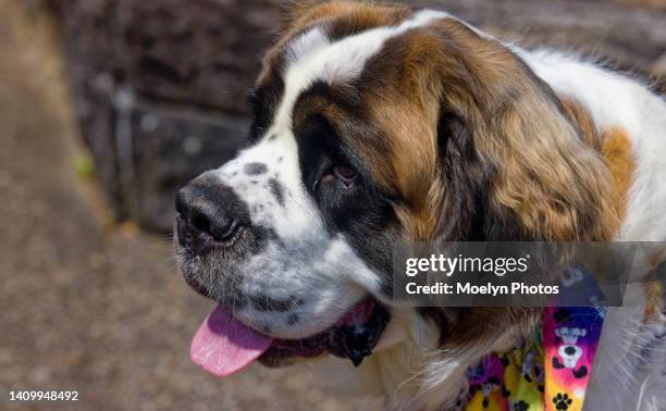 saint bernard headshot - bernhardiner stock-fotos und bilder