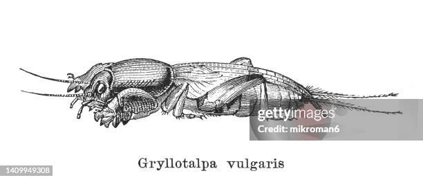 old engraved illustration of european mole cricket (gryllotalpa gryllotalpa or gryllotalpa vulgaris) - mole cricket 個照片及圖片檔