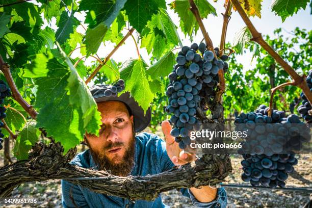 grape harvesting for wine making storytelling: enologist at work - montalcino imagens e fotografias de stock