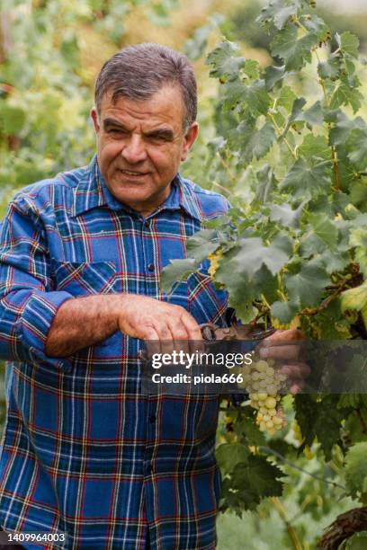 senior man grapes harvesting in italy - montalcino imagens e fotografias de stock