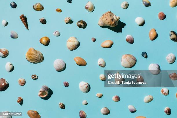 Top View Eaf Shell 5,336 Top Shell Stock Photos, High-Res Pictures, and Images - Getty Images