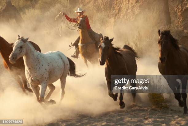 herd horses by horseback - spåra bildbanksfoton och bilder