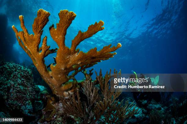 elkhorn coral and diver. - staghorn coral stock pictures, royalty-free photos & images