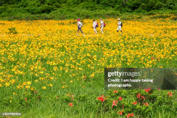 enjoy a flower walk in oguninuma marsh - região de tohoku - fotografias e filmes do acervo