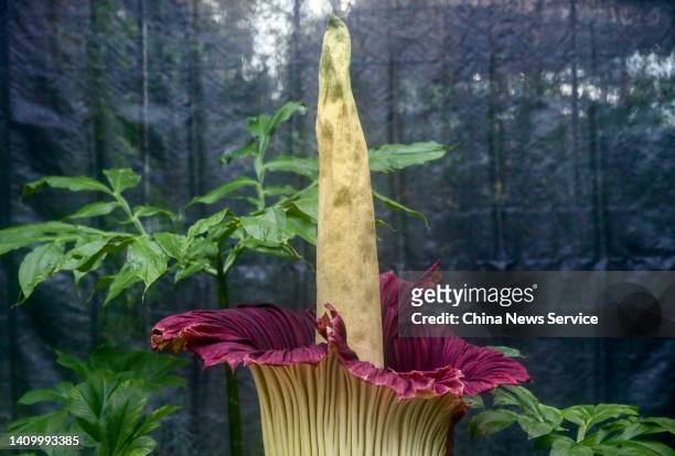 The Titan Arum plant blooms at the National Botanical Garden on July 20, 2022 in Beijing, China. The flower, also known as the Corpse Flower, only...