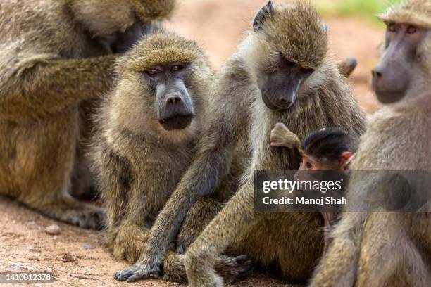 yellow baboons in amboseli national park - baboon stock pictures, royalty-free photos & images