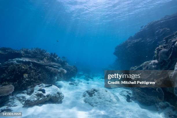 seascape - subacuático fotografías e imágenes de stock