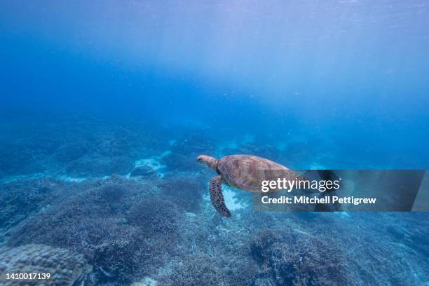 sea turtle - spotted eagle ray stock pictures, royalty-free photos & images