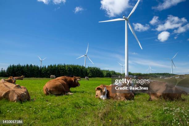 cows close to a windfarm - farm norway stock pictures, royalty-free photos & images