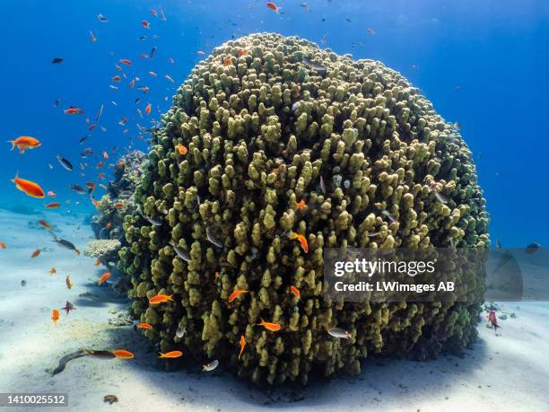 Healthy coral reefs are one of the most biodiverse ecosystems on earth on July 18 in Eilat, Israel. Coral reefs are complete ecosystems providing...
