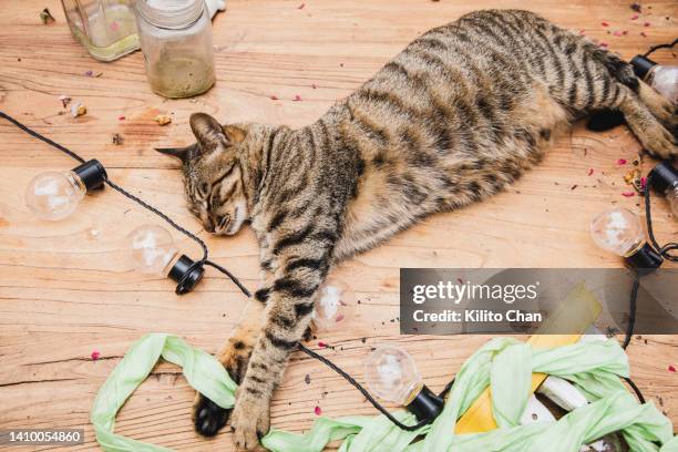 a cat looking like drunk and sleeping  on a table from partying too hard - messy table after party - fotografias e filmes do acervo