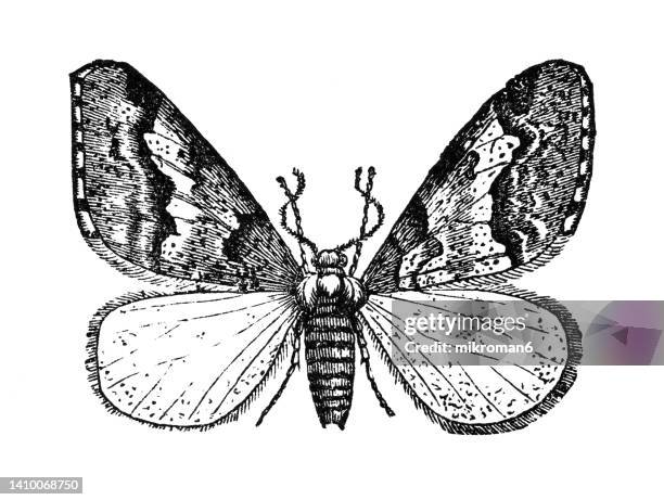 old engraved illustration of entomology, mottled umber moth (erannis defoliaria) - papillon de nuit photos et images de collection
