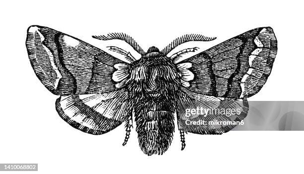 old engraved illustration of entomology, oak processionary moth (thaumetopoea processionea) - papillon de nuit photos et images de collection
