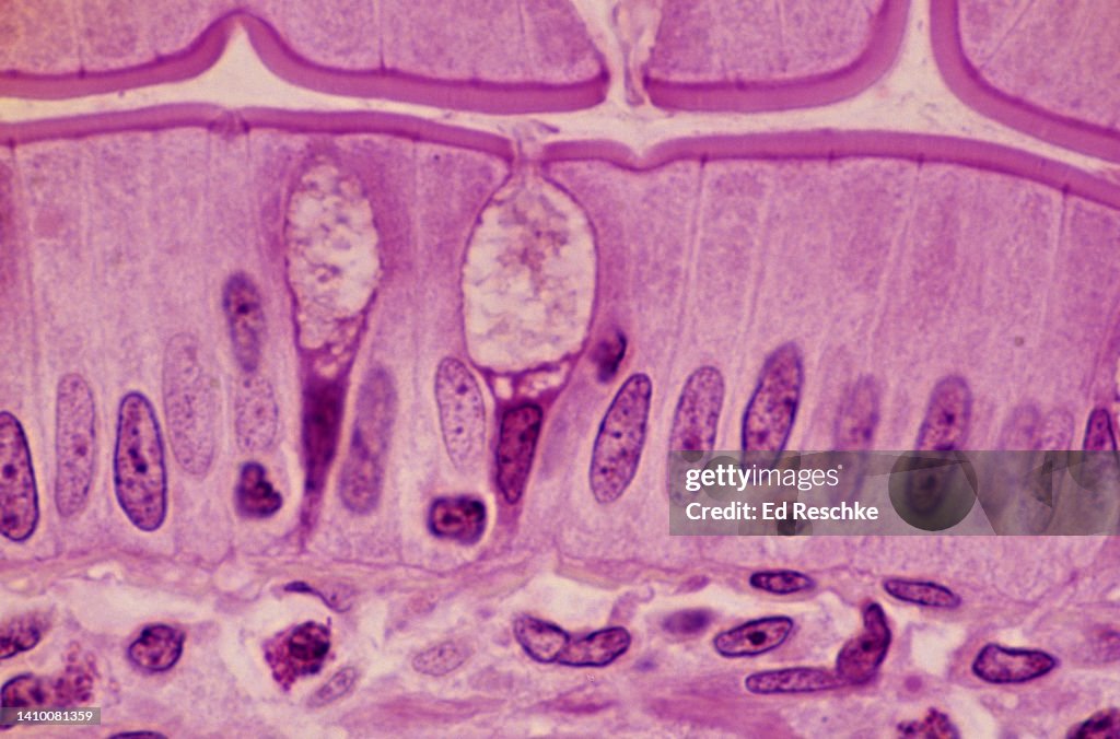 Integumet Under Microscope Microscopic Anatomy 250x High-Res Stock Photo - Getty Images