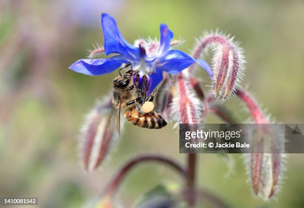 honey bee on borage flowers - borage stockfoto's en -beelden