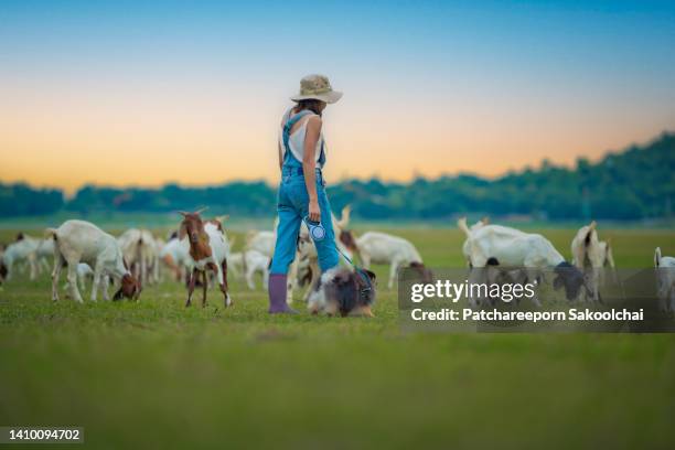 sheep farming field - fokker stockfoto's en -beelden