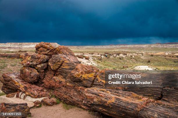 the petrified forest national park - badlands - fotografias e filmes do acervo