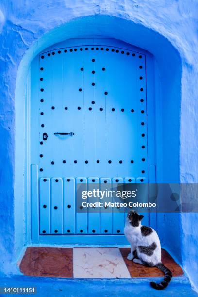 blue door and cat, chefchaouen, morocco - chefchaouen medina stock pictures, royalty-free photos & images