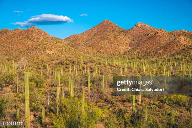 the saguaro national park - tucson arizona stock pictures, royalty-free photos & images