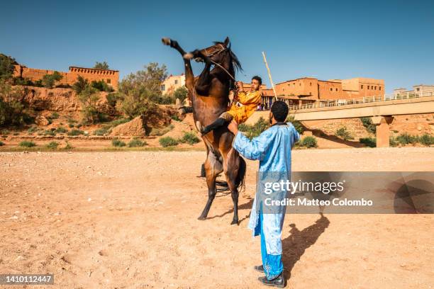 man teaching how to rear the horse, morocco - horse rearing up stockfoto's en -beelden