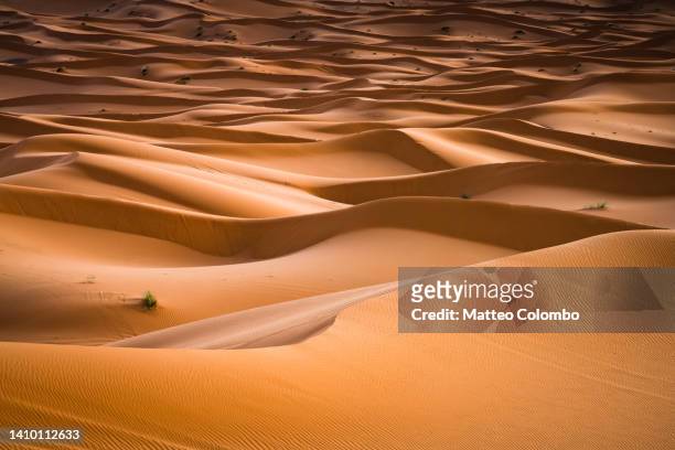 endless sand dunes in the sahara desert, morocco - sahara　sunrise stock pictures, royalty-free photos & images