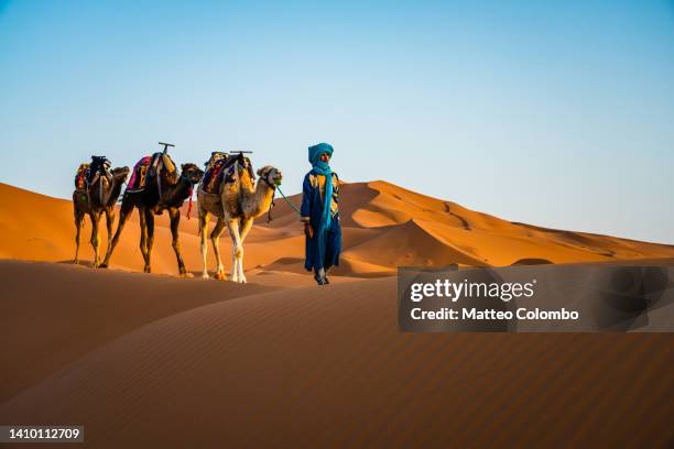 man with camels in the desert, morocco - north africa landscape stock pictures, royalty-free photos & images